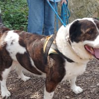 snow, chien à adopter