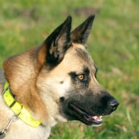 ODIN, chien à adopter