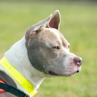 LUNA, chienne à adopter