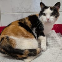 BELLA, chatte à adopter
