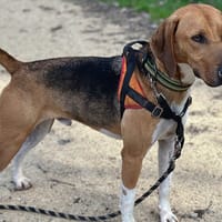 SNOW, chien à adopter