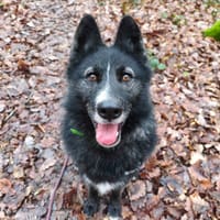 PACA, chien à adopter