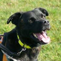 JOBARD, chien à adopter