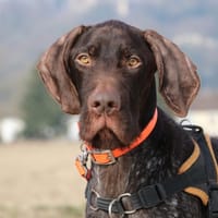 VICK, chien à adopter