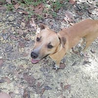 AÏKO la douceur des îles, chien à adopter