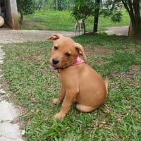 BUGGY la petite joyeuse, chienne à adopter