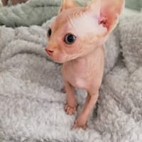 Altos est un chaton mâle Sphynx, chat à adopter
