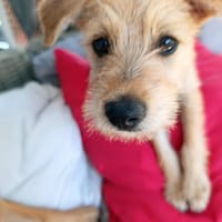 Noisette, je suis douce et câline, chienne à adopter