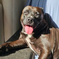 Paty, jolie fifille de 7ans, chienne à adopter