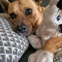 Lucy, don't cry, chienne à adopter