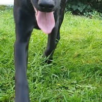 SAMBA, chienne à adopter