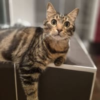 SASHA, chat à adopter