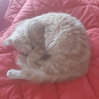 NIKITA, chatte à adopter