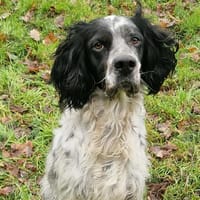 Yugo, chien à adopter