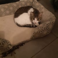 SYRIUS, chat à adopter