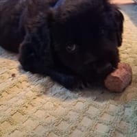 annubis, chien à adopter