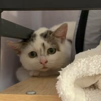 Mew, chatte à adopter