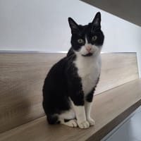 chaiko, chat à adopter