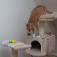 Ginger, katers ter adoptie