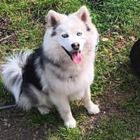 ARLO, chien à adopter