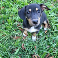 KATE LA CALINE, chienne à adopter