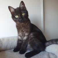 ISKYA, chatte à adopter