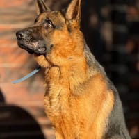 TYSON (Maria), chien à adopter