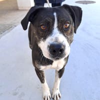 WALTER (Maria), chien à adopter