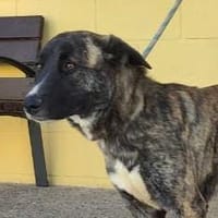 YOY (Maria), chien à adopter