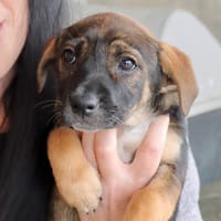 ARiA  (Martina), chienne à adopter