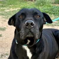 MARY  (Martina), chienne à adopter