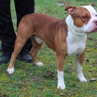 RAFIKI, chien à adopter