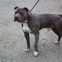 TYSON, chien à adopter