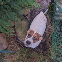 Roach, mâle X berger, né le 01/11/2025 🤍, chien à adopter