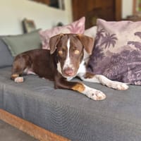 Kanel, Femelle, X Berger, née le 15/09/2025 🐶, chienne à adopter