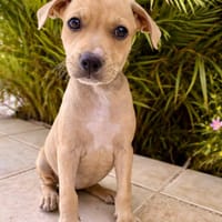 Bath, femelle, X Berger, née le 10/12/2025🐶, chienne à adopter