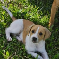 Apache, mâle croisé berger créole, né le 28/11/2025 🤍, chien à adopter