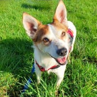 Melba ❤ möchte so gern Vertrauen fassen, Hündin zur Adoption