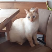 Lupita sucht als Einzelkatze mit Freigan, Katze zur Adoption