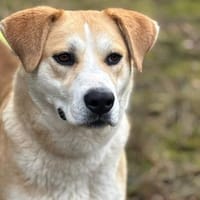 Siena ❤, Hündin zur Adoption