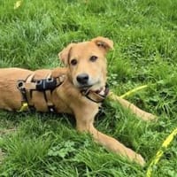 Carolin sucht ihr Zuhause, Hündin zur Adoption