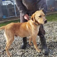 Jaffar - kinderlieb u. zutraulich, Hund zur Adoption