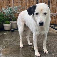 Carla Herzenshündin, Hündin zur Adoption