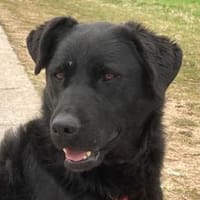 bezaubernde ASYA💖wartet in 36179 Bebra, Hündin zur Adoption