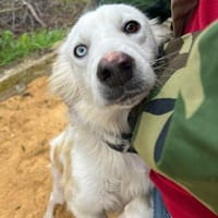 Pepe in der Tierherberge Donzdorf, Hund zur Adoption