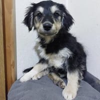 💕Ernie💕 sucht ihre Menschen ❤, Hündin zur Adoption