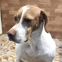 Inka1 sucht ein Zuhause, Hündin zur Adoption