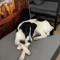 Miel - junge, liebe, süße Hundedame, Hündin zur Adoption