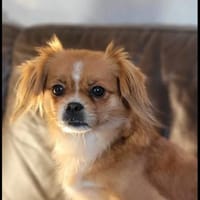 Lilly sucht ihre 2.Chance ❤🐾❤, Hündin zur Adoption