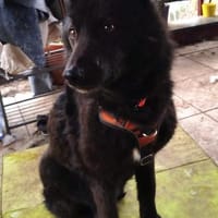 GARIK - Pflegefrauchen ist erkrankt !, Hund zur Adoption